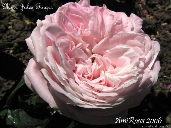 'Madame Jules Finger (hybrid tea, Guillot 1893)' rose photo