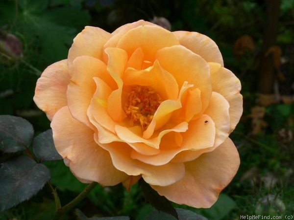 'Whisky (hybrid tea, Tantau, 1967)' rose photo