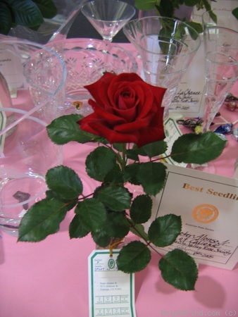 'Robin Alonso ™' rose photo
