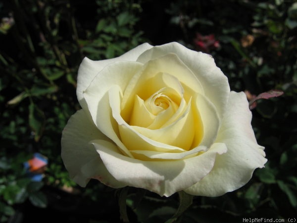 'Piña Colada (miniature, Alonso, 2005)' rose photo