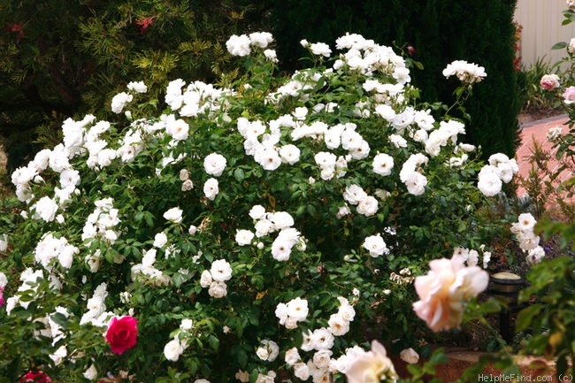 'Iceberg (floribunda, Kordes 1958)' rose photo