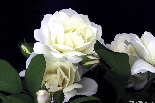 'Iceberg (floribunda, Kordes 1958)' rose photo
