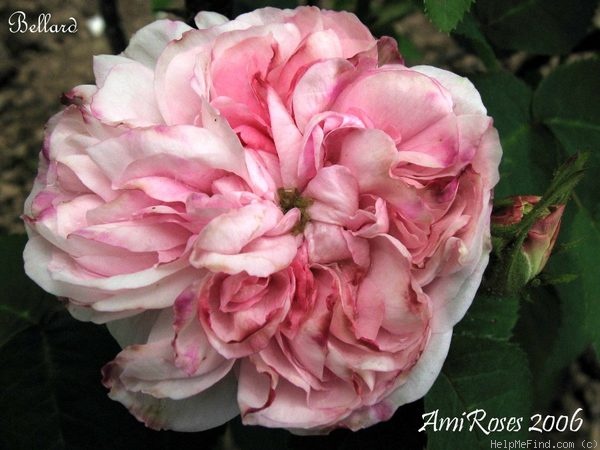 'Bellard (gallica, Unknown, pre 1846)' rose photo
