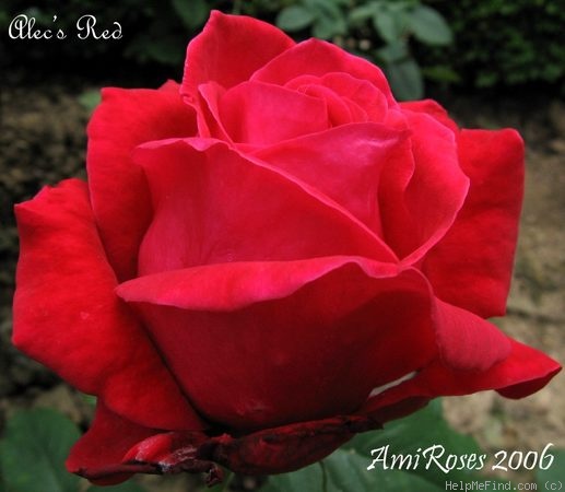 'Alec's Red® (Hybrid Tea, Cocker, 1970)' rose photo