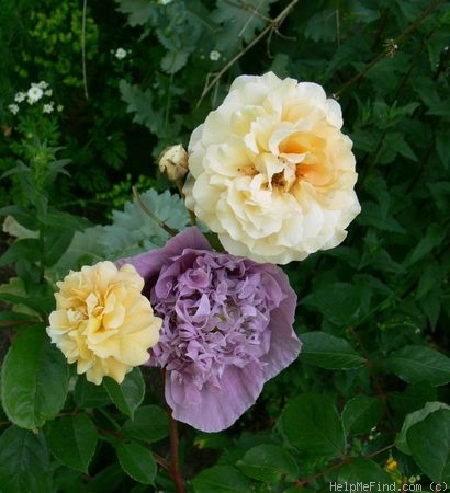 'Buff Beauty (Hybrid Musk, Bentall, 1939)' rose photo