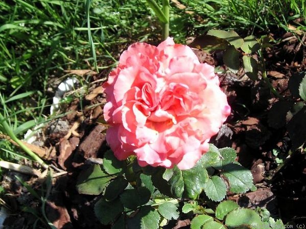 'Dee Dee Bridgewater ®' rose photo