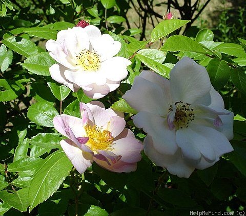 'Queen of the Musks' rose photo