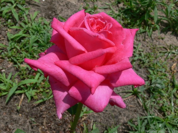 'Peter Frankenfeld ®' rose photo