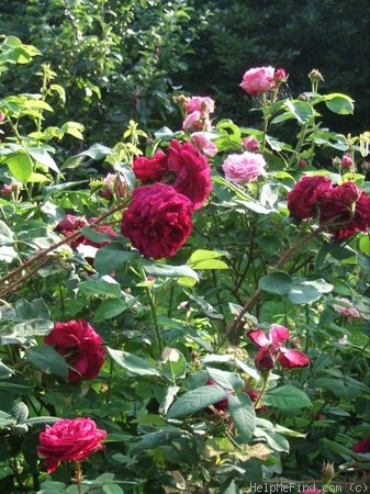 'Black Boy (moss, Kordes, 1958)' rose photo