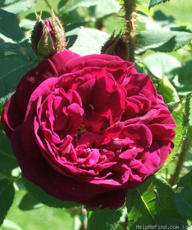'Black Boy (moss, Kordes, 1958)' rose photo