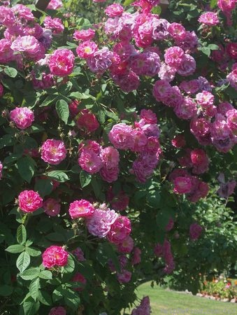 'De la Grifferaie' rose photo