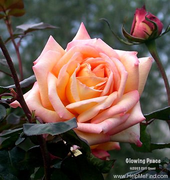 'Glowing Peace' rose photo