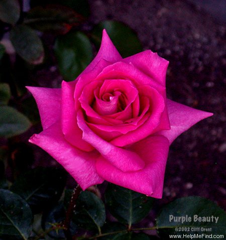 'Purple Beauty' rose photo