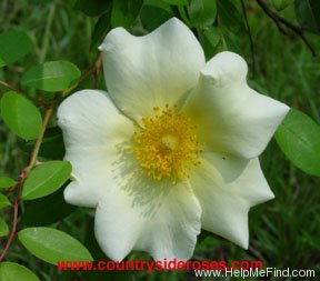 'The Mermaid' rose photo