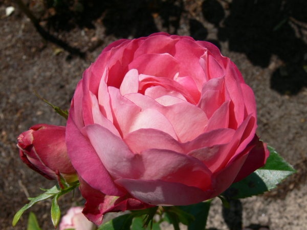 'Acropolis ®' rose photo