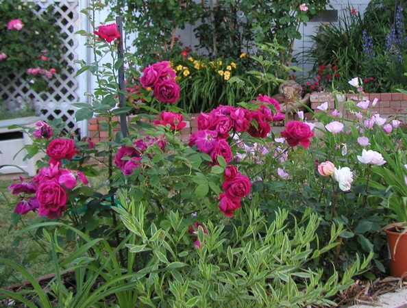 'Monsieur Bonçenne' rose photo