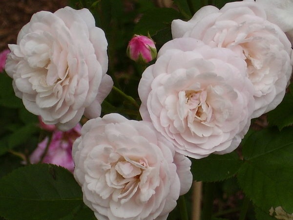 'Madame Souchet' rose photo