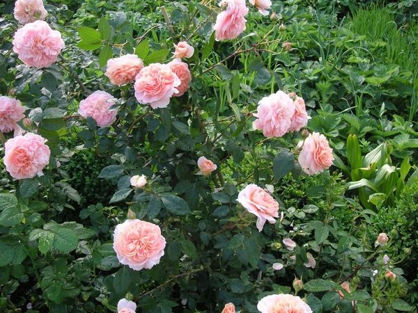 'Colette (climber, Meilland 1994)' rose photo