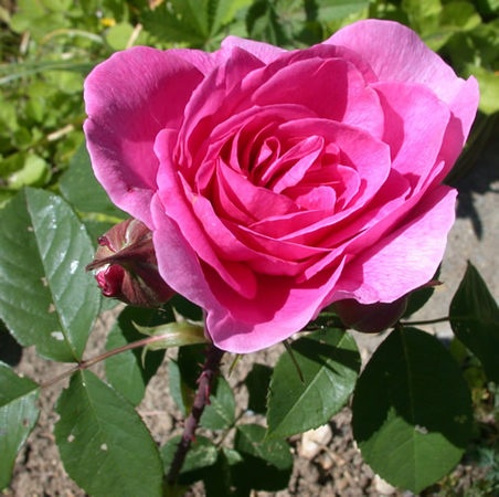 'Gertrude Jekyll ®' rose photo