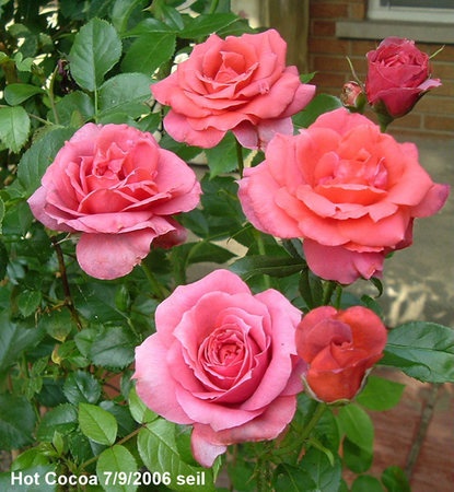 'Hot Cocoa ™ (Floribunda, Carruth 2001)' rose photo