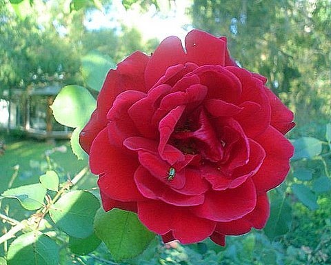 'Don Juan (large flowered climber, Malandrone 1958)' rose photo