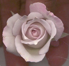 'Sweet Arlene' rose photo
