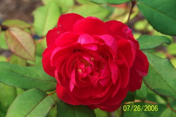 'Benjamin Britten' rose photo
