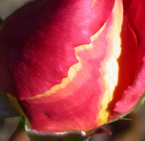 'Bolshoï ® (hybrid tea, Meilland, 1996)' rose photo