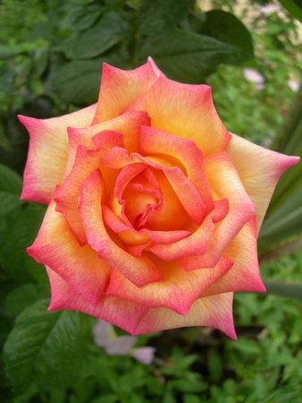 'Sheila's Perfume (Floribunda, Sheridan before 1979)' rose photo