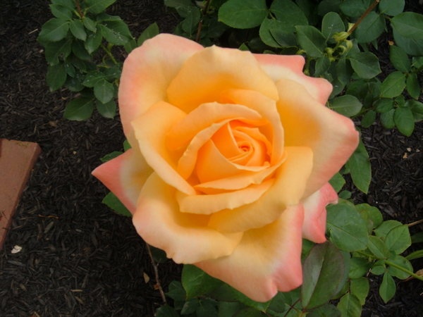 'Sultry ™' rose photo