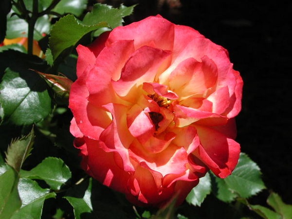 'Bonanza ® (shrub, Kordes before 1981)' rose photo