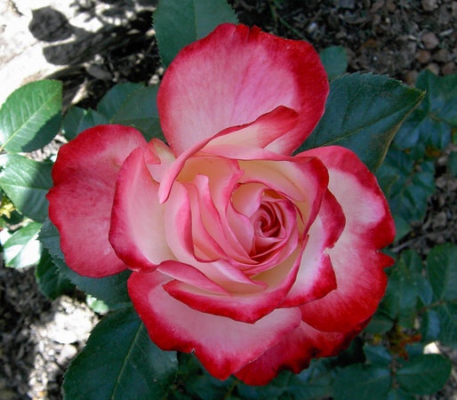 'Cherry Parfait ™' rose photo