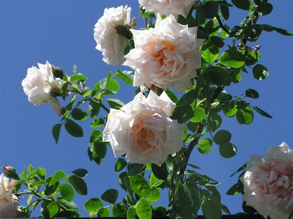 'Fräulein Octavia Hesse' rose photo
