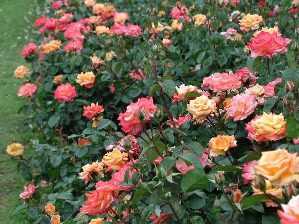 'Hot Romance' rose photo