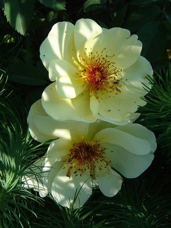 'Aïcha' rose photo