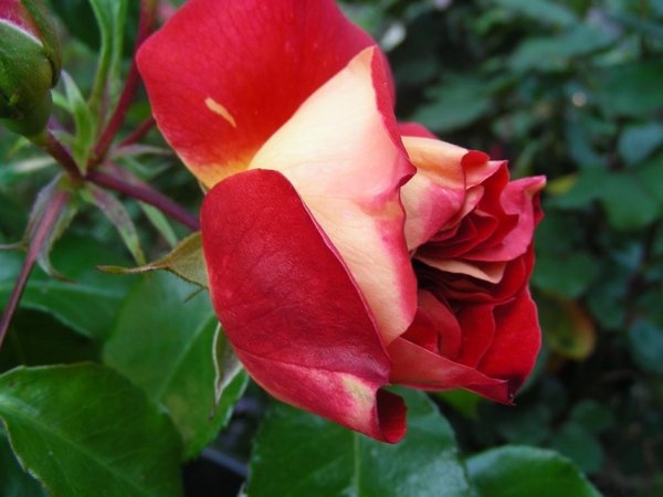 'Brothers Grimm Fairy Tale ™' rose photo