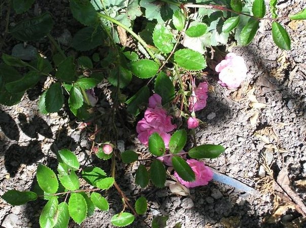 'Dorcas (rambler, English, 1922)' rose photo