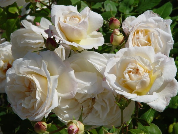 'Gruss an Aachen (Hybrid Tea, Hinner 1909)' rose photo