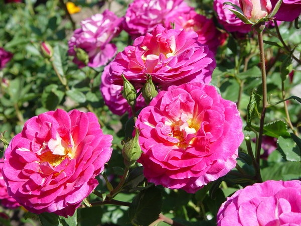 'Outta The Blue ™' rose photo