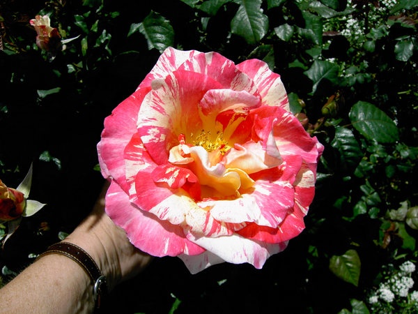 'Cabana ™ (hybrid tea, Zary, 2000)' rose photo