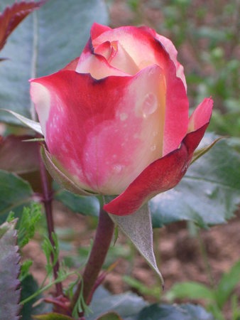 'Jubilé du Prince de Monaco ®' rose photo