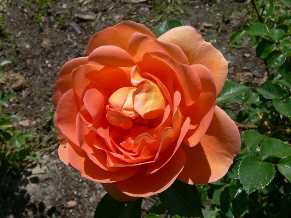'Pat Austin ™' rose photo