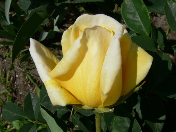 'Eclipse (hybrid tea, Nicolas 1932)' rose photo