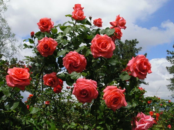 'Dee Dee Bridgewater ®' rose photo