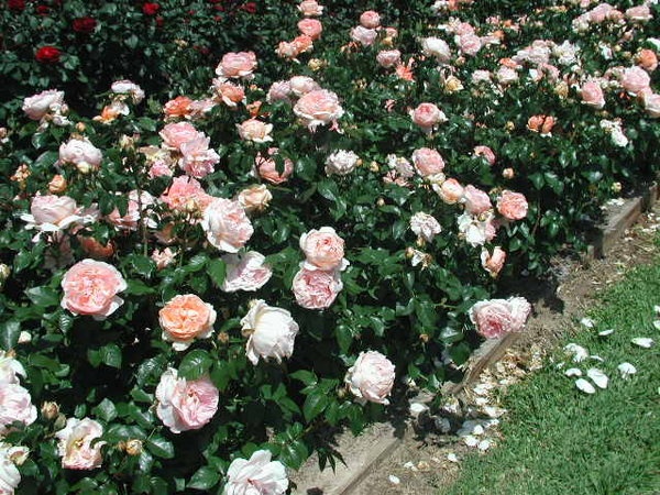 'Heaven on Earth' rose photo