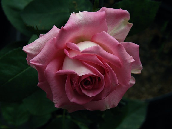 'Louise Estes' rose photo