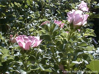 'Fru Dagmar Hastrup' rose photo