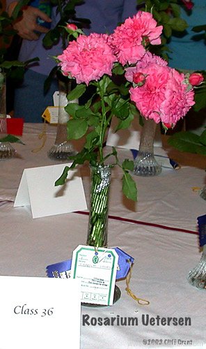 'Rosarium Uetersen' rose photo