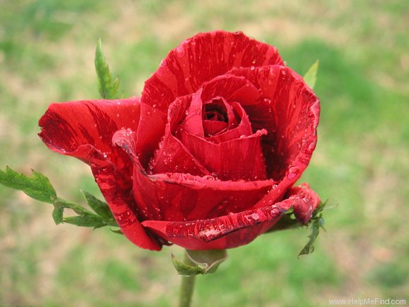 'DELstriro' rose photo