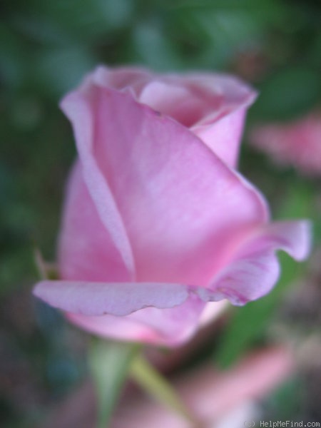 'Jean Bach-Sisley' rose photo